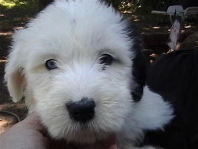 Old English Sheepdog Puppies for Sale